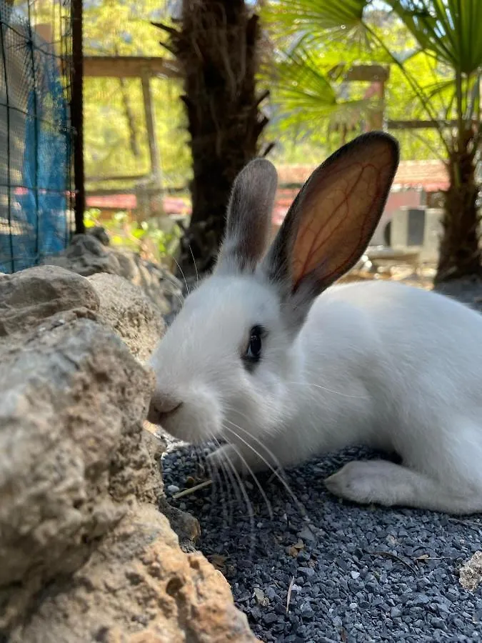 Hotel Agricamping Le Terrazze Orco Feglino